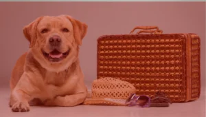 Pet Shipping Service in Dubai